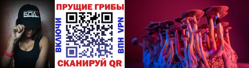 купить наркотики цена  Анжеро-Судженск  kraken сайт  Галлюциногенные грибы Cubensis 